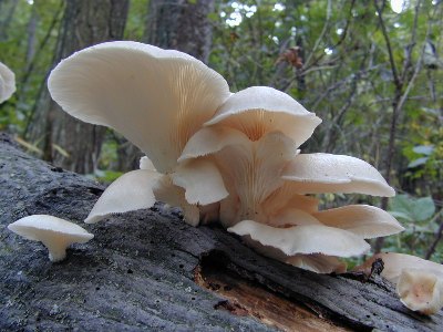 Khasiat jamur kayu untuk kesehatan